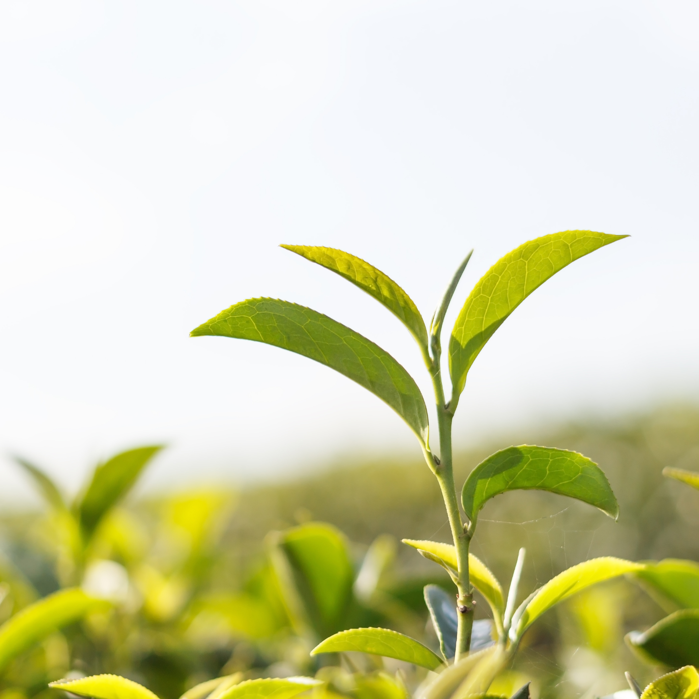 tea tree essential oil