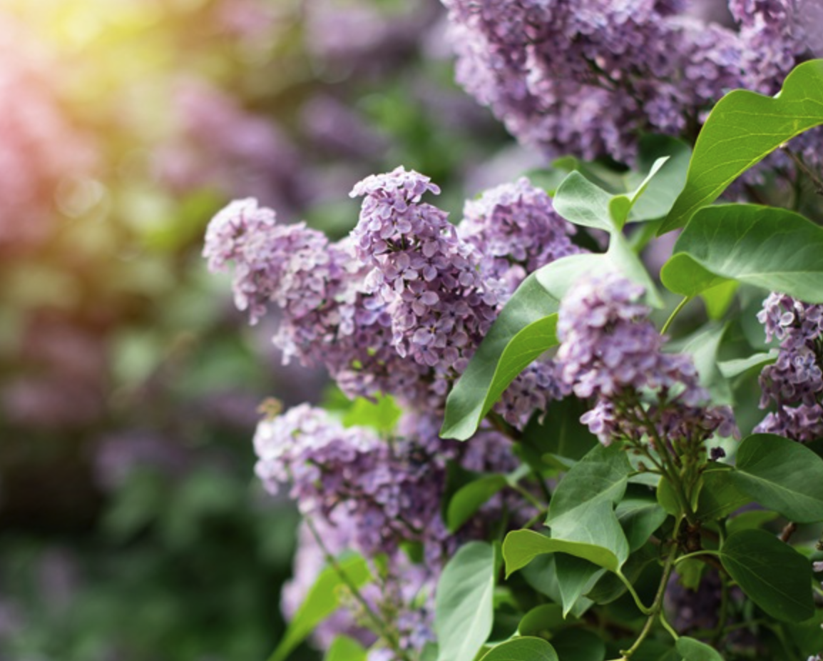Grandma Slye's Lilac Bush | Taylor Made Organics